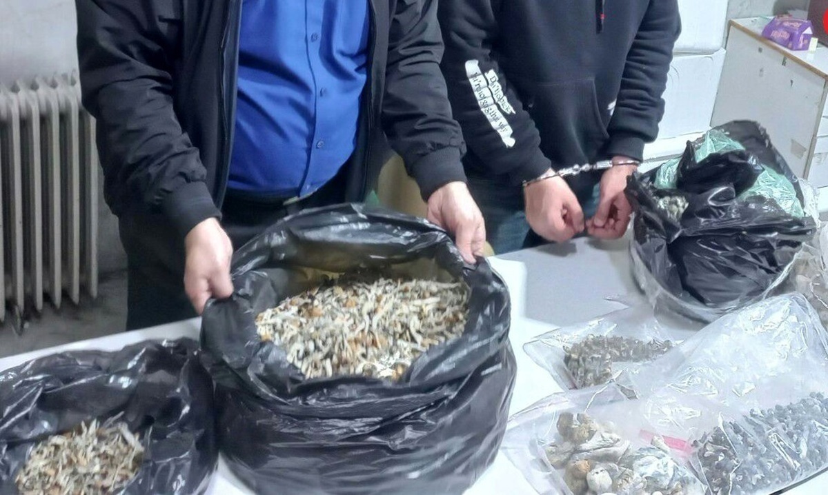 دستگیری مواد فروشی با 2000 فالوور در اینستاگرام/کشف 17 کیلو قارچ توهم زا