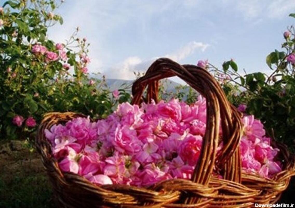 جشنواره گلابگیری کاشان